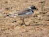 Little Ringed Plover at Barling Pits (Steve Arlow) (127913 bytes)